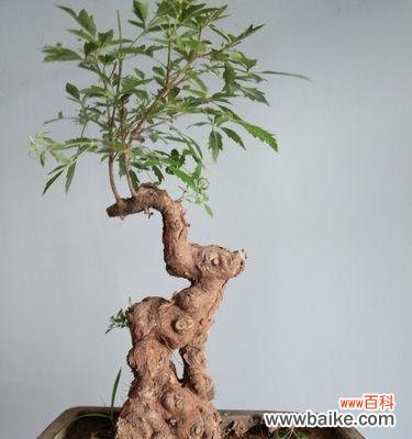 探寻黄荆树的风水能量和盆景的象征意义 黄荆树的风水作用与盆景的寓意