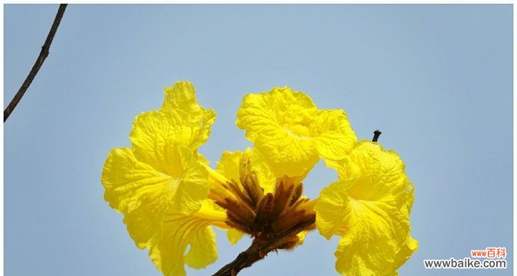 倾听黄花风铃木的心灵语言 黄花风铃木花语