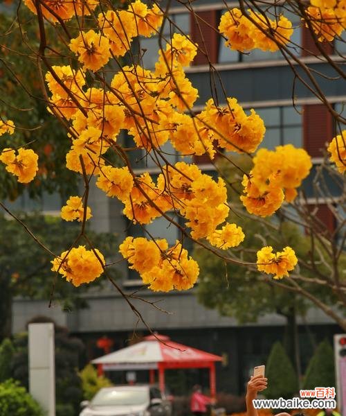 倾听黄花风铃木的心灵语言 黄花风铃木花语