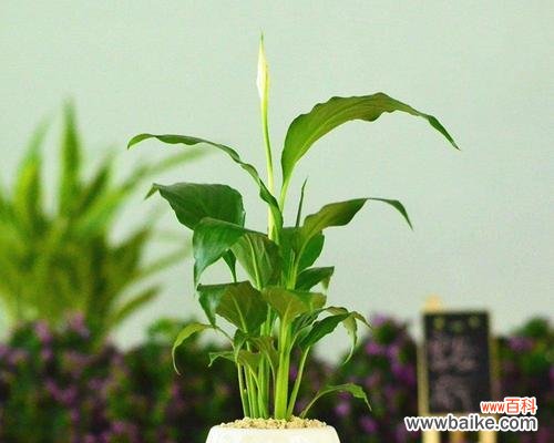 白掌的美丽与静谧之境 掌握白掌的寓意，实现内心平和