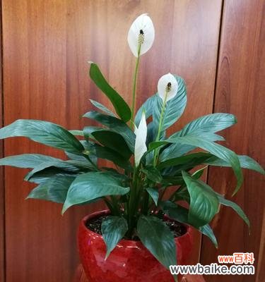 白掌的美丽与静谧之境 掌握白掌的寓意，实现内心平和