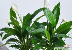 白掌的美丽与静谧之境 掌握白掌的寓意，实现内心平和