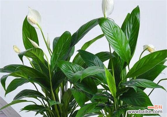 白掌的美丽与静谧之境 掌握白掌的寓意，实现内心平和