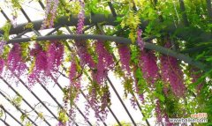 寓意深远的紫藤 紫藤的花语与传说