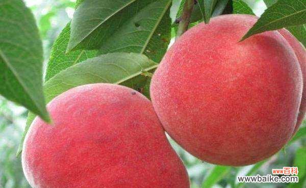 探寻桃子在不同文化中的多重象征意义 桃子的象征意义及其文化内涵