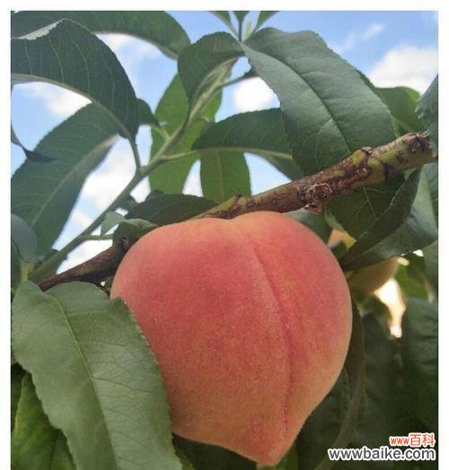 探寻桃子在不同文化中的多重象征意义 桃子的象征意义及其文化内涵