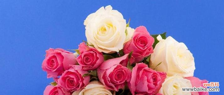 十一朵粉色玫瑰的浪漫告白 粉色玫瑰花语与爱情的真谛