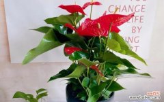 花开富贵 吉祥好运的花卉代表