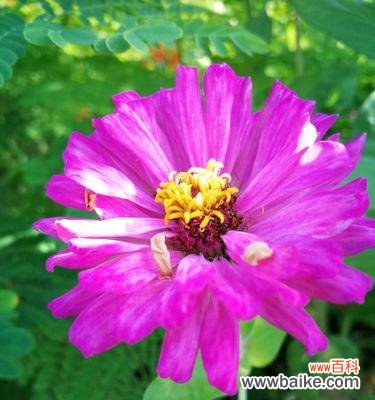 探寻重瓣菊花的花语与象征 以重瓣菊花的花语和象征