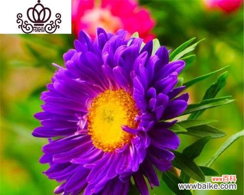 探寻重瓣菊花的花语与象征 以重瓣菊花的花语和象征