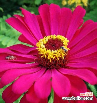 探寻重瓣菊花的花语与象征 以重瓣菊花的花语和象征