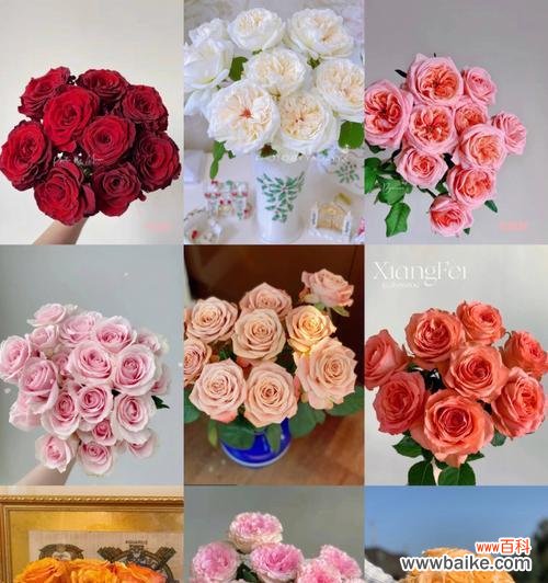 花开花落 玫瑰花语