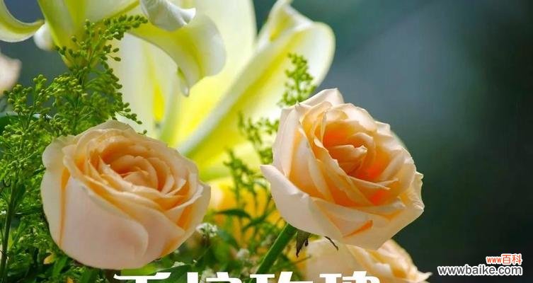 花开花落 玫瑰花语