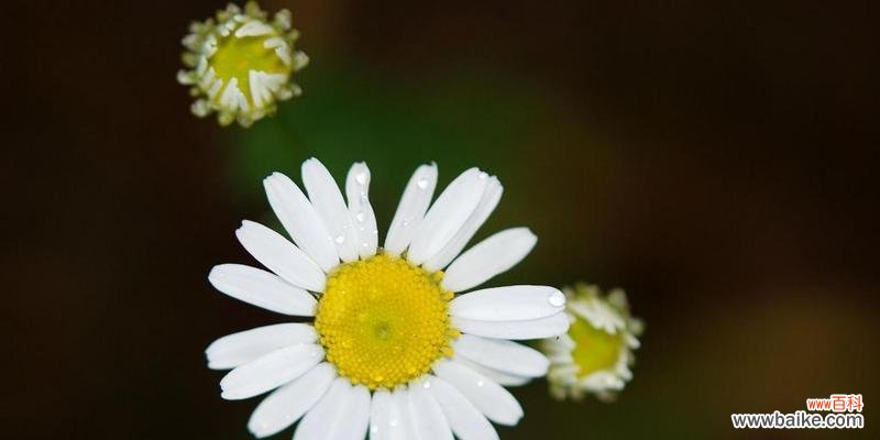 揭示雏菊花语与寓意 雏菊花语和寓意——美丽、坚韧、爱情