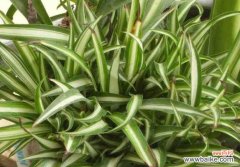 以吊兰的美丽与花语传递心灵的宁静与和谐 吊兰花语