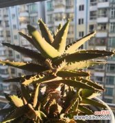 寓意与花期解读 不夜城芦荟的开花之谜