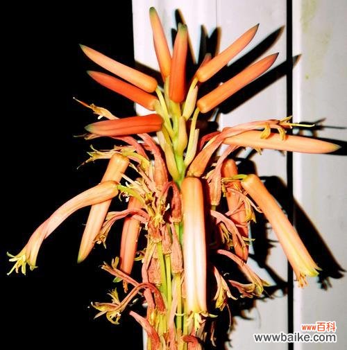 寓意与花期解读 不夜城芦荟的开花之谜