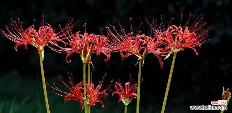 揭示彼岸花背后的意义与寓意 彼岸花