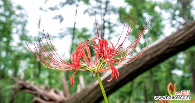 揭示彼岸花背后的意义与寓意 彼岸花