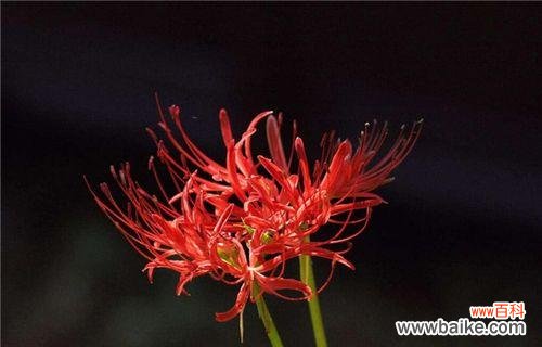 揭示彼岸花背后的意义与寓意 彼岸花