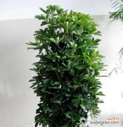 象征富贵的植物及其文化内涵 植物寓意富贵，传递美好生活