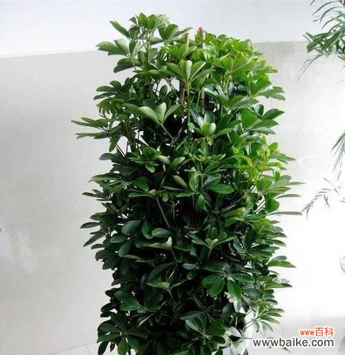 象征富贵的植物及其文化内涵 植物寓意富贵,传递美好生活