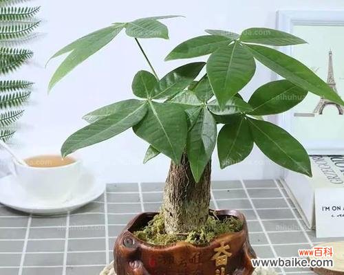 象征富贵的植物及其文化内涵 植物寓意富贵,传递美好生活