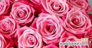 探寻玫瑰花语的深层含义 玫瑰花语之意义与寓意