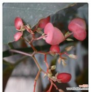 竹节海棠的花语和寓意 竹节海棠