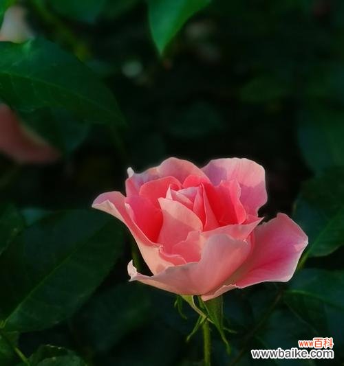 探索玫瑰花的多重象征与文化价值 玫瑰在西方文化中的寓意及影响