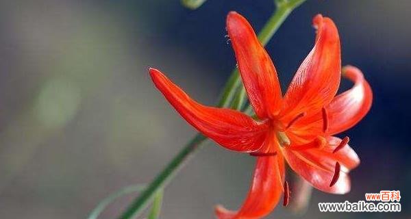 探寻山丹花的奥秘及其在文化中的重要地位 以山丹花的寓意和象征