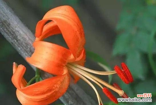 探寻山丹花的奥秘及其在文化中的重要地位 以山丹花的寓意和象征