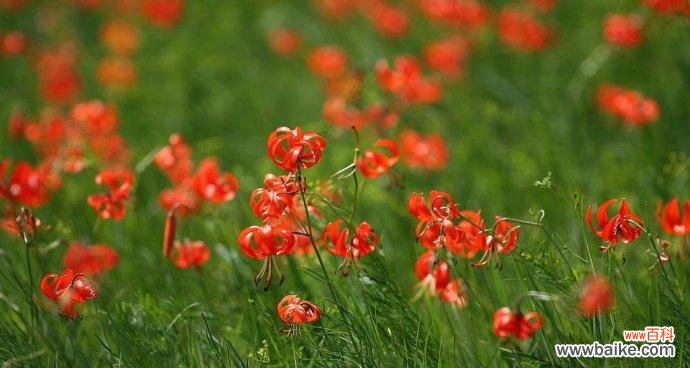 探寻山丹花的奥秘及其在文化中的重要地位 以山丹花的寓意和象征