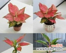 以花为媒 幸福如意花——吉祥美好之源