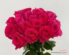 大桃红玫瑰花语的深层意义和文化背景 大桃红玫瑰