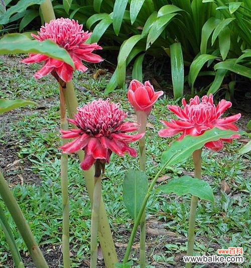 揭秘植物中蕴含的智慧密码 智慧之源