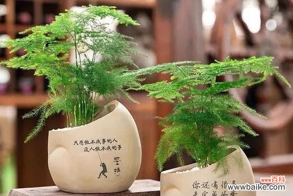 揭秘植物中蕴含的智慧密码 智慧之源