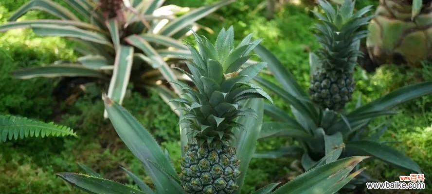 揭秘植物中蕴含的智慧密码 智慧之源