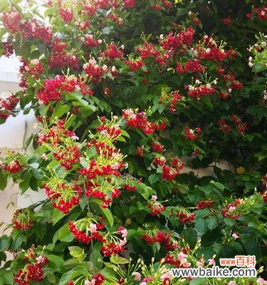 探索君子花语的意义与传承 君子花语与寓意