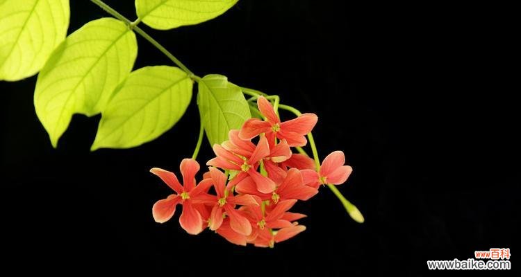 探索君子花语的意义与传承 君子花语与寓意