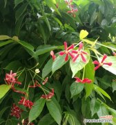 探索君子花语的意义与传承 君子花语与寓意