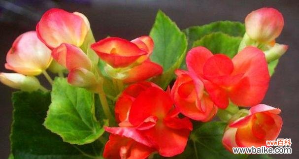 传递生命坚韧不拔与无尽希冀 四季海棠花语