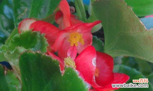 传递生命坚韧不拔与无尽希冀 四季海棠花语