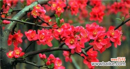 传递生命坚韧不拔与无尽希冀 四季海棠花语