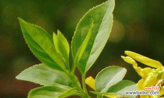 连翘花 连翘花的美丽与寓意