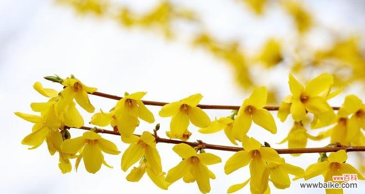 连翘花 连翘花的美丽与寓意