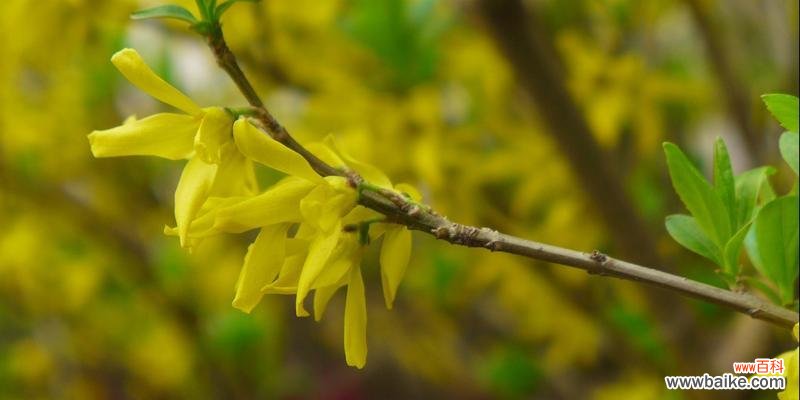 连翘花 连翘花的美丽与寓意