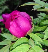 花中的美与力量 白牡丹和红牡丹的寓意