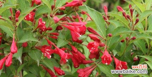 探讨如何避免绿化苗木脱脚的关键措施 绿化苗木脱脚的意义与方法