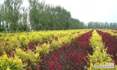 探讨如何避免绿化苗木脱脚的关键措施 绿化苗木脱脚的意义与方法